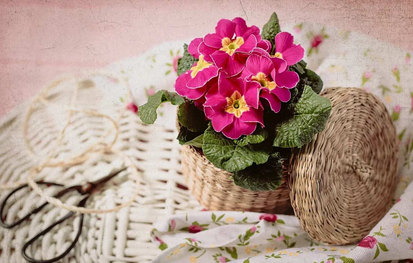 Photo wallpaper texture, basket, primrose, scissors, Primula