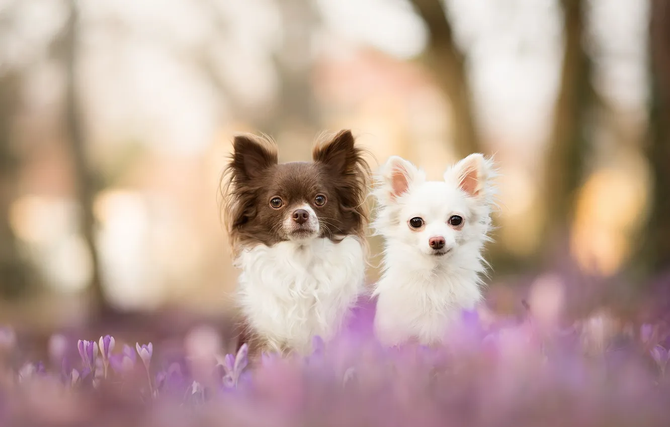 Photo wallpaper dogs, look, nature