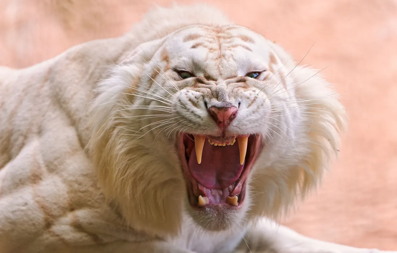 Photo wallpaper mouth, fangs, white tiger