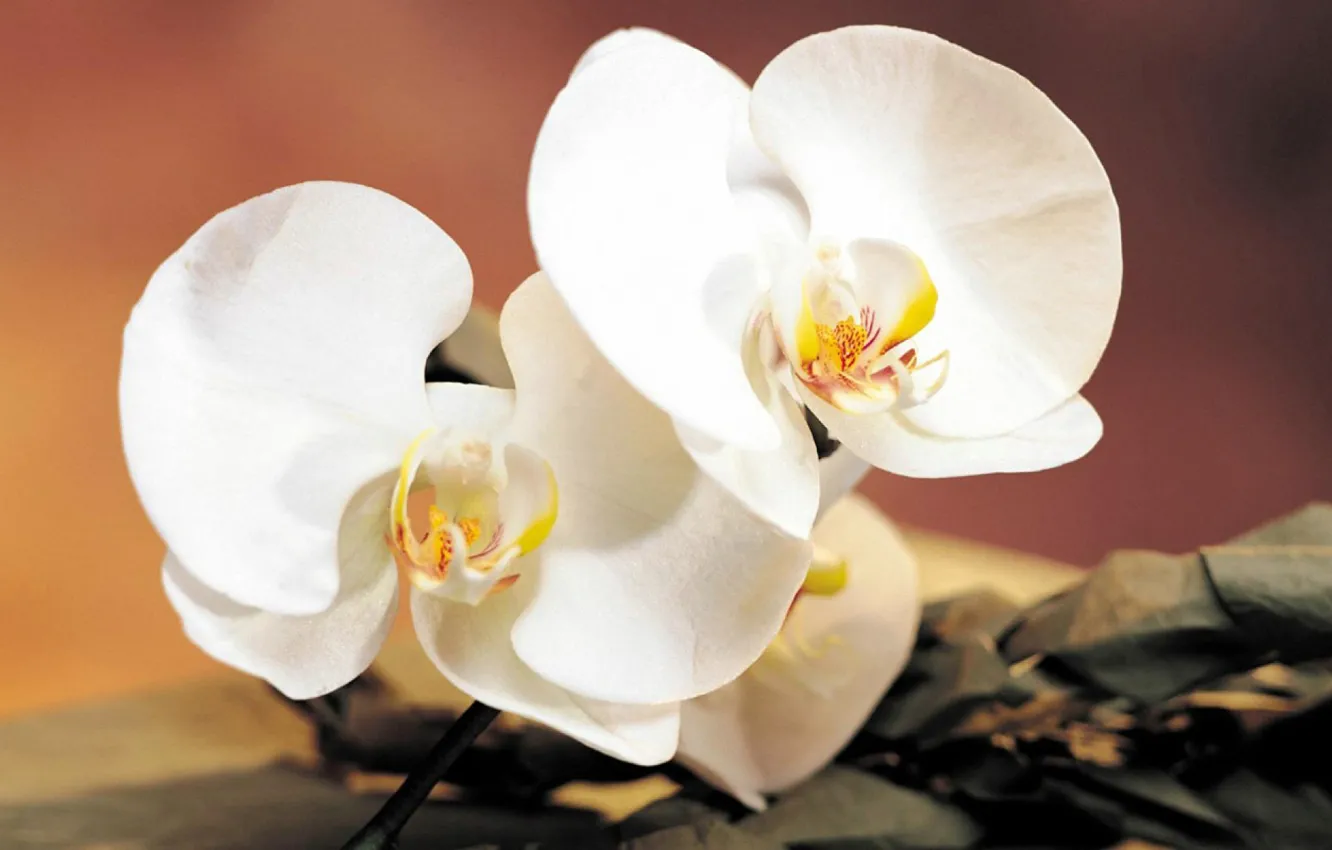 Photo wallpaper flower, branch, Orchid