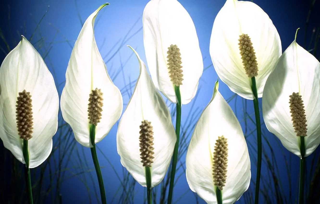 Photo wallpaper white, flowers, Spathiphyllum