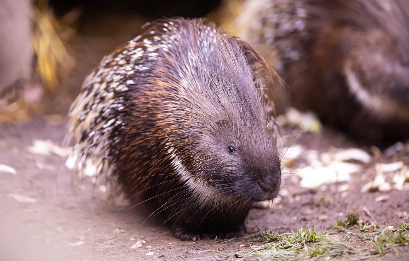Photo wallpaper look, needles, muzzle, bokeh, porcupine
