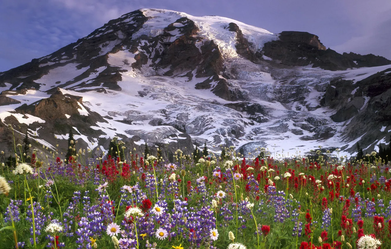 Photo wallpaper the sky, clouds, snow, flowers, mountains, nature, chamomile, meadow