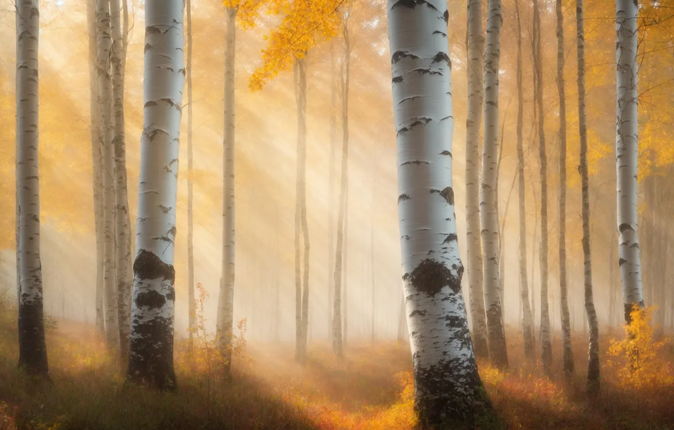 Photo wallpaper autumn, forest, the sun, rays, light, trees, branches, nature