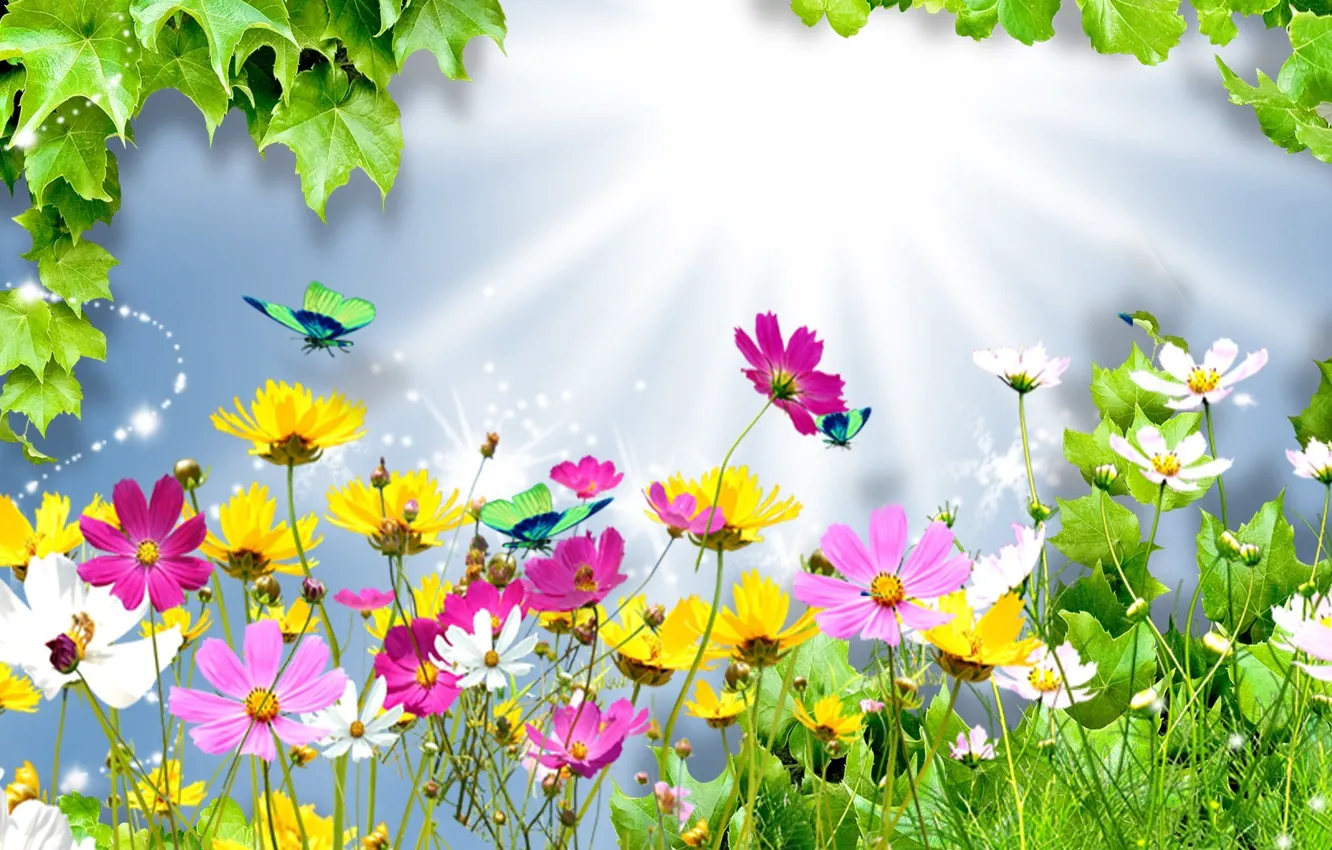Photo wallpaper summer, leaves, rays, light, flowers, collage, butterfly, kosmeya