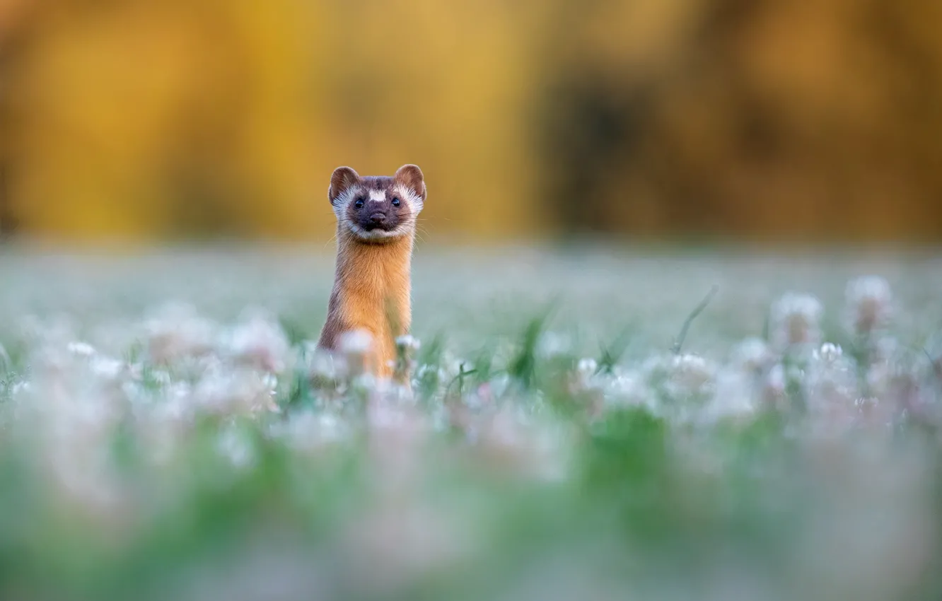 Photo wallpaper flowers, glade, clover, face, stand, bokeh, ermine, marten