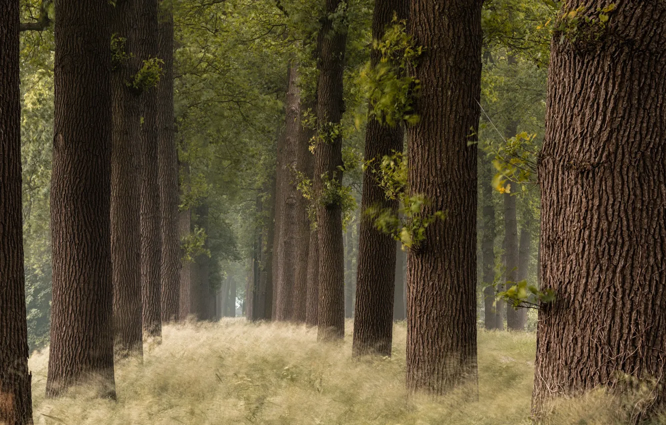 Photo wallpaper summer, grass, trees, Park, a number, alley