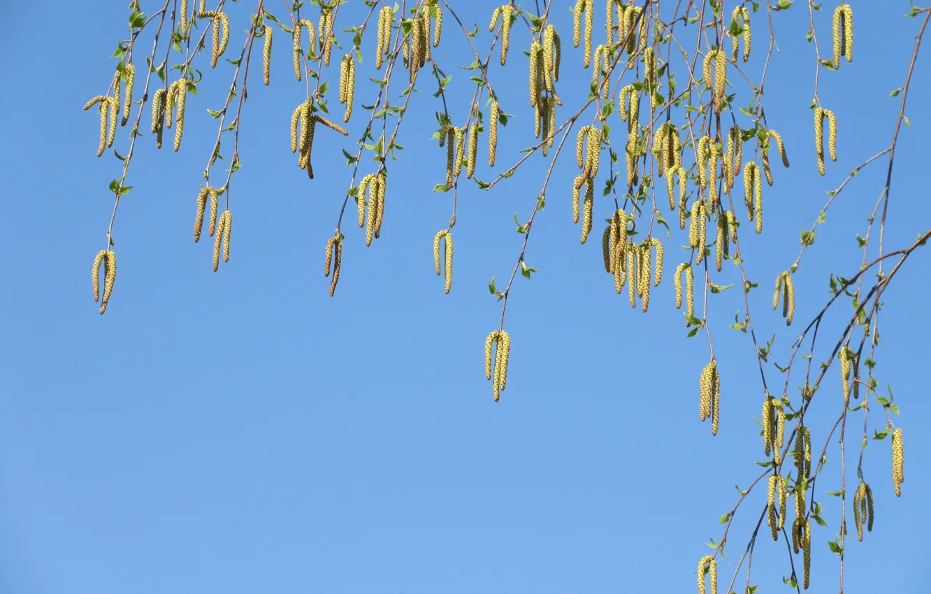 Photo wallpaper birch, earrings, spring 2018, Mamala ©