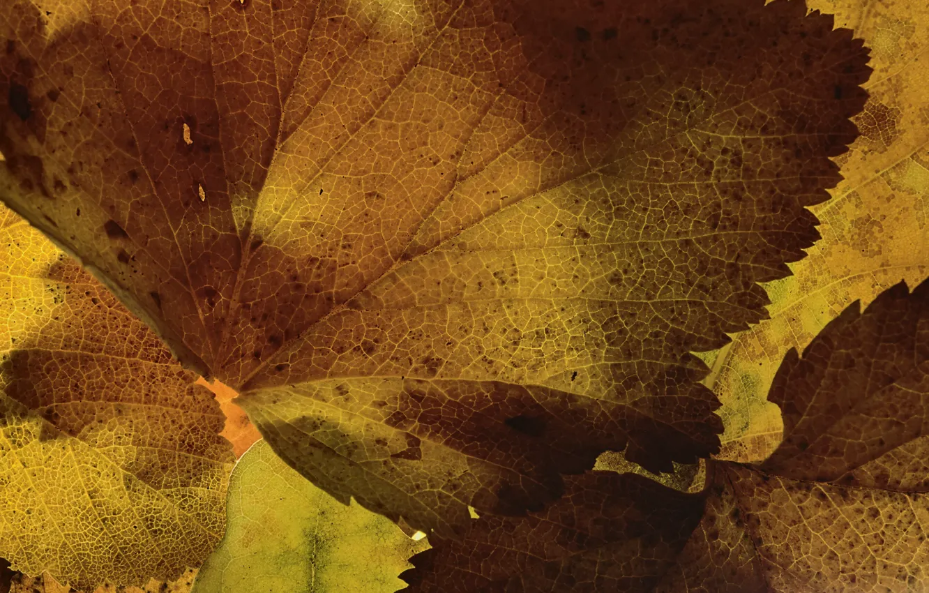 Photo wallpaper leaves, macro, texture, Martin Dollenkamp