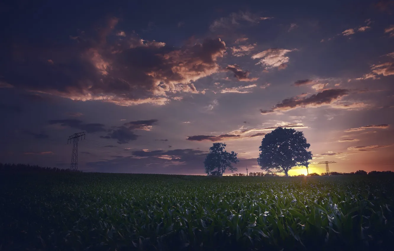 Photo wallpaper field, night, fog