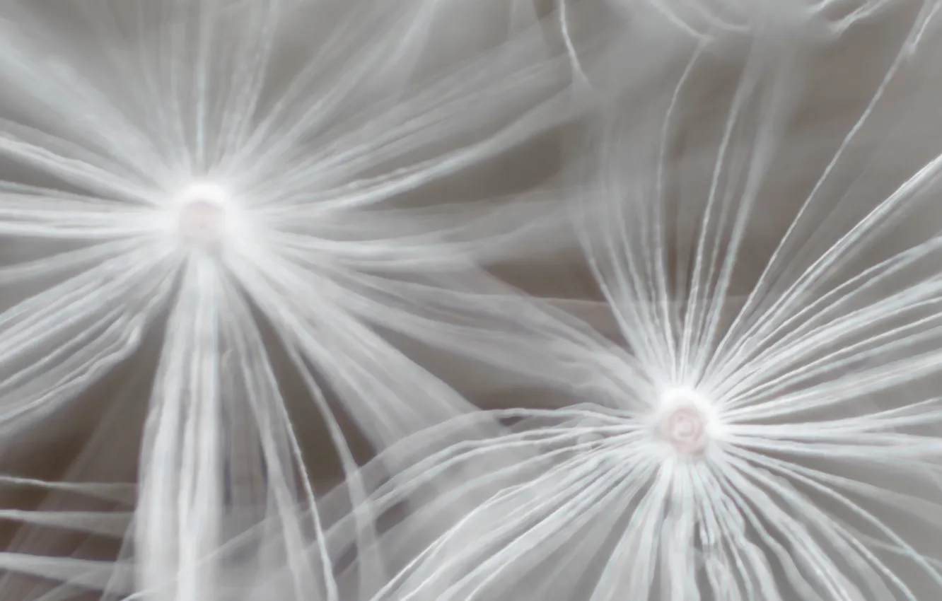 Photo wallpaper macro, dandelion, the wind, umbrellas