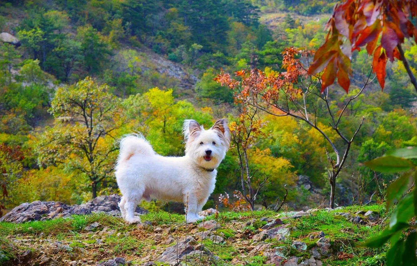 Photo wallpaper Nature, Dog, Nature, Dog, The West highland white Terrier