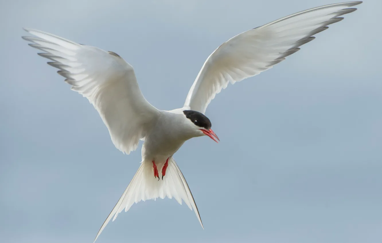 Photo wallpaper flight, bird, wings, beak, Arctic tern