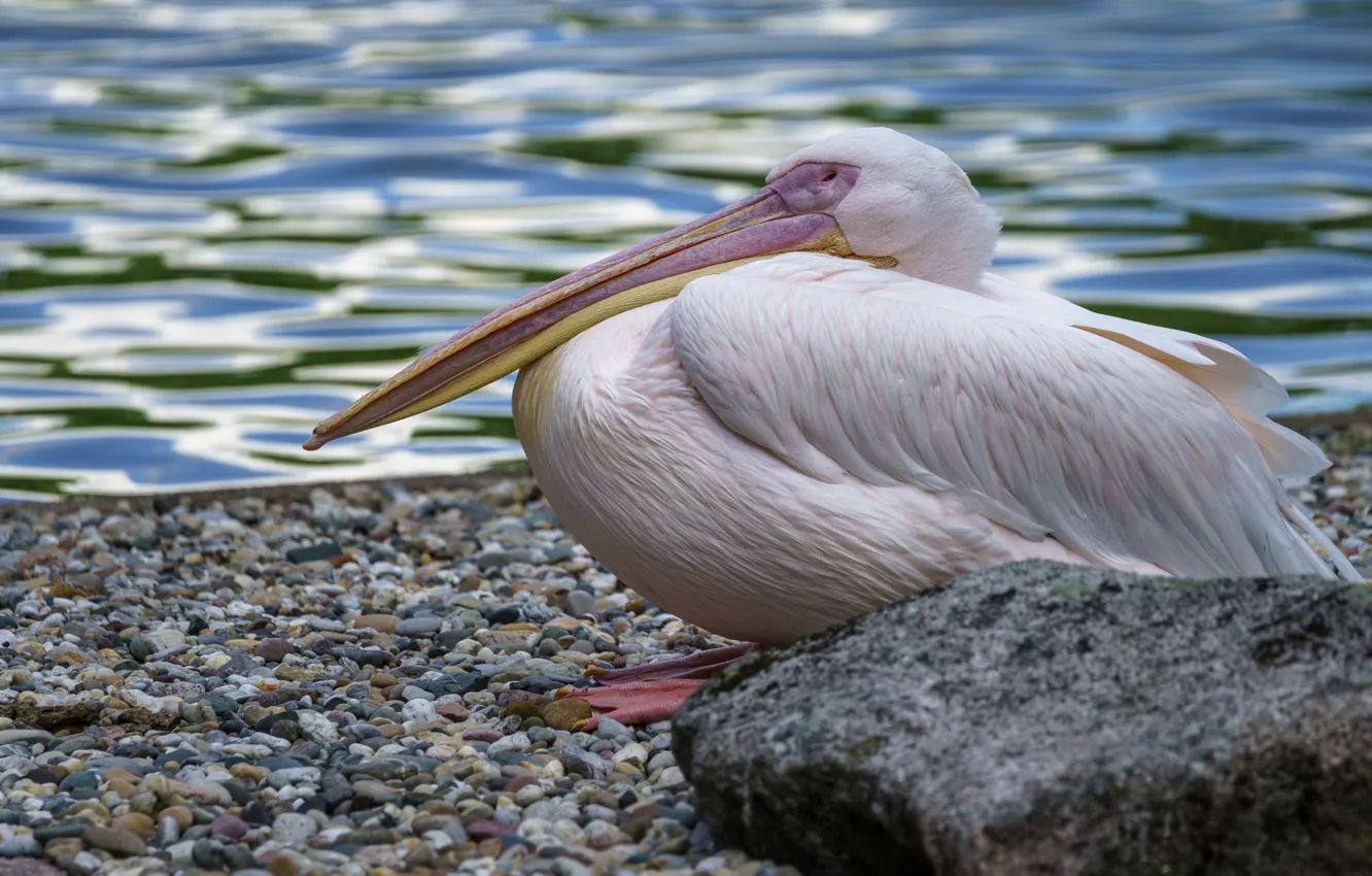 Photo wallpaper pebbles, stones, bird, pond, Pelican