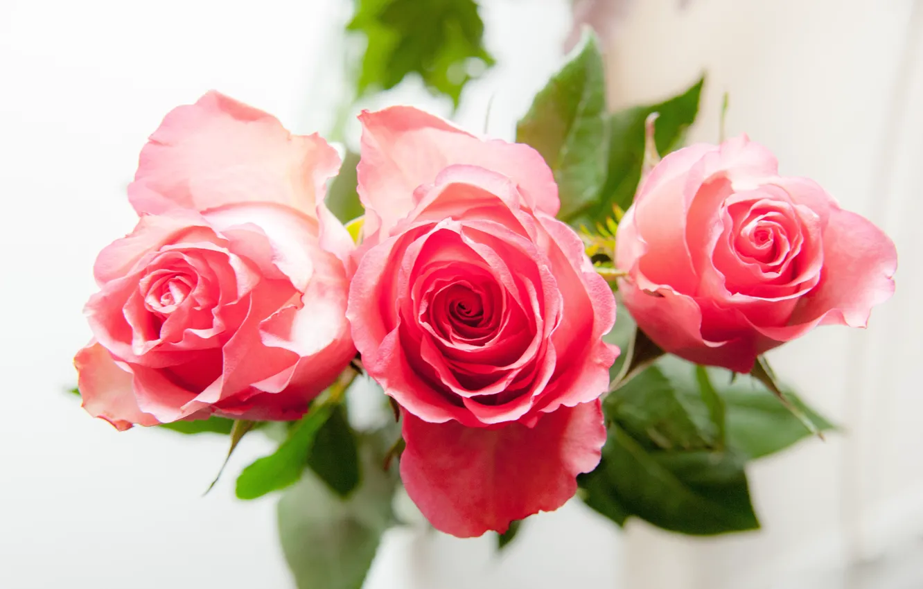 Photo wallpaper roses, bouquet, petals