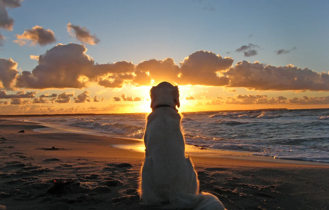 Photo wallpaper Sunset, Sea, Beach, Dog, Dog