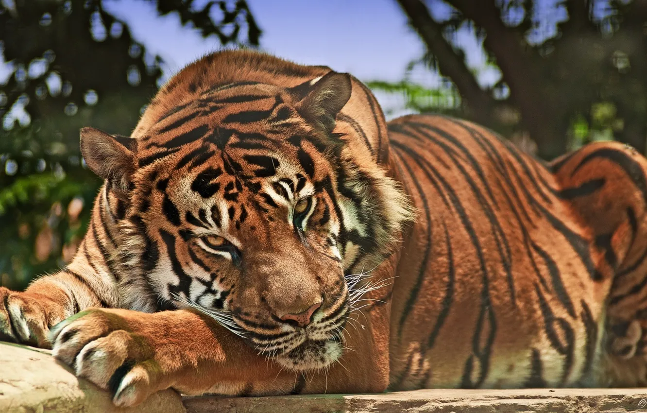 Photo wallpaper look, tiger, predator, wild cat