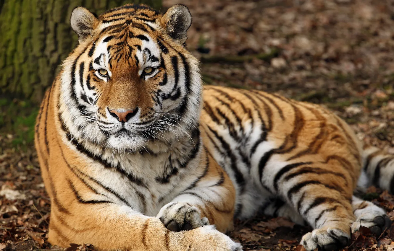 Photo wallpaper tiger, predator, lies, striped, resting, handsome