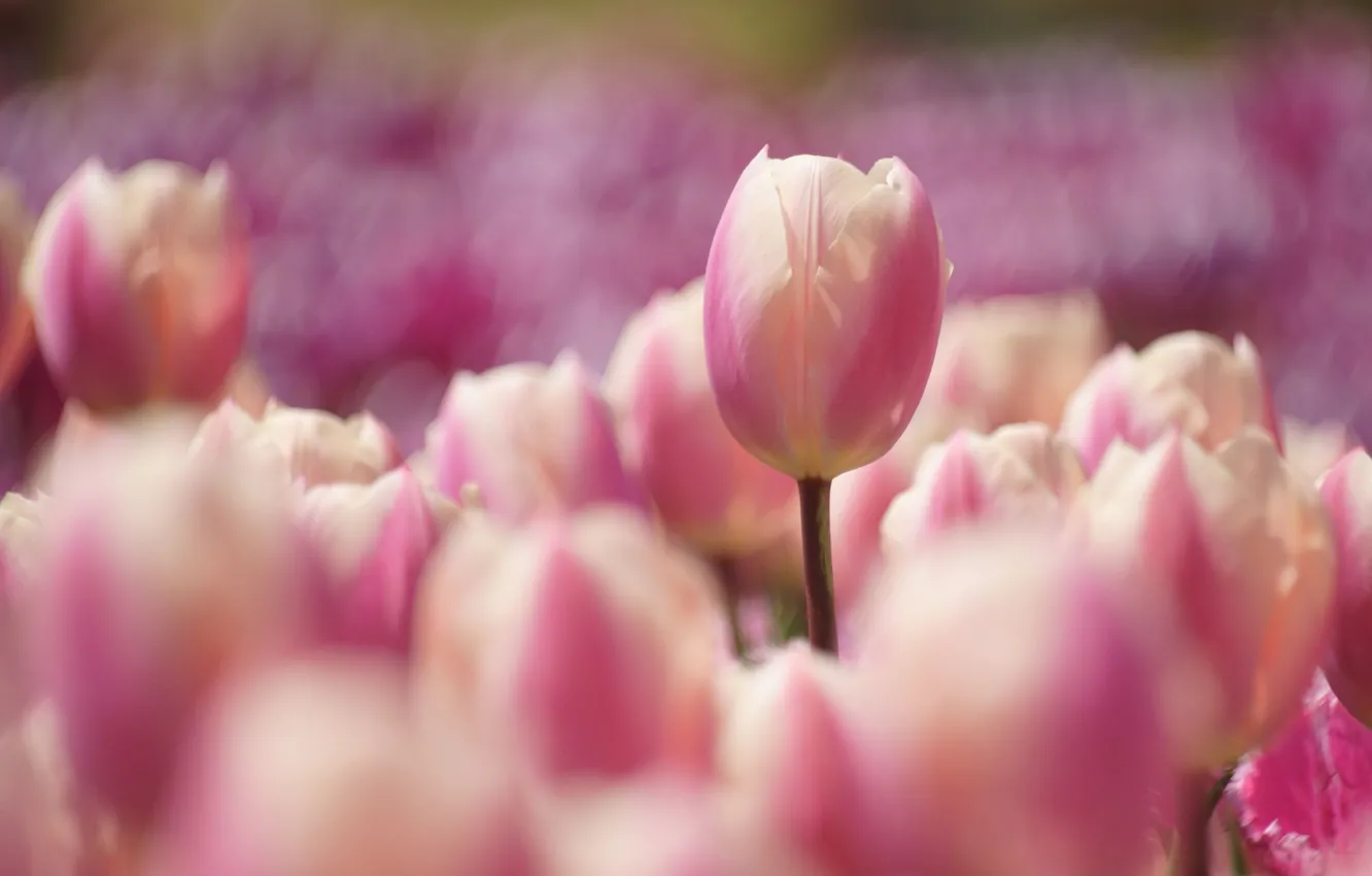 Photo wallpaper spring, tulips, pink, flowerbed, bokeh