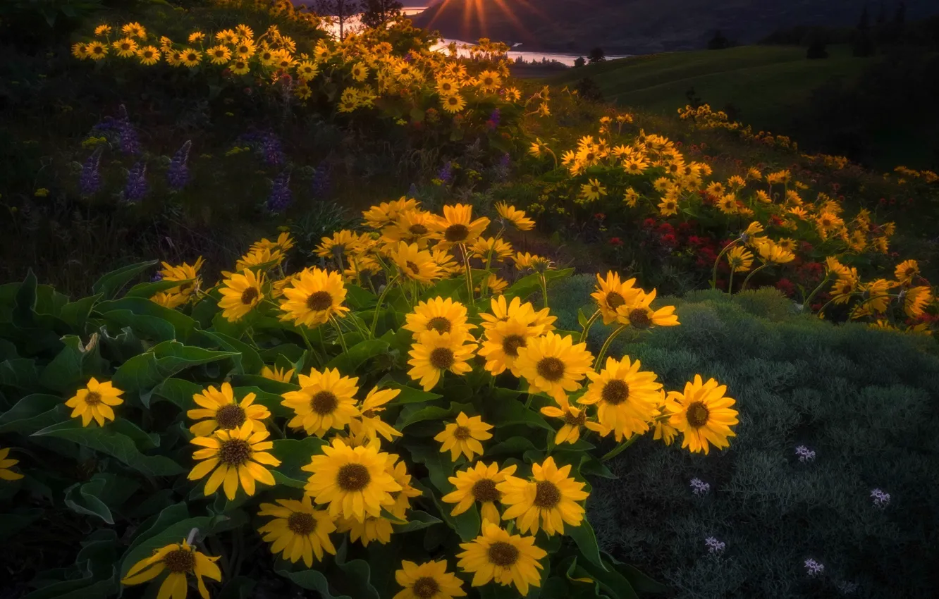 Photo wallpaper summer, the sun, rays, light, sunflowers, sunset, flowers, mountains