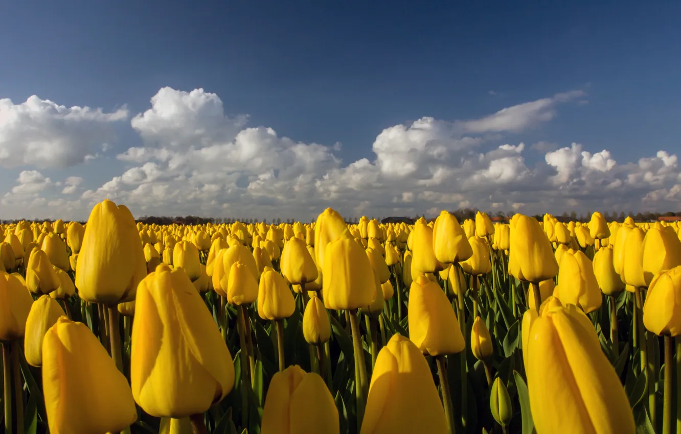 Photo wallpaper field, flowers, yellow, tulips, plantation