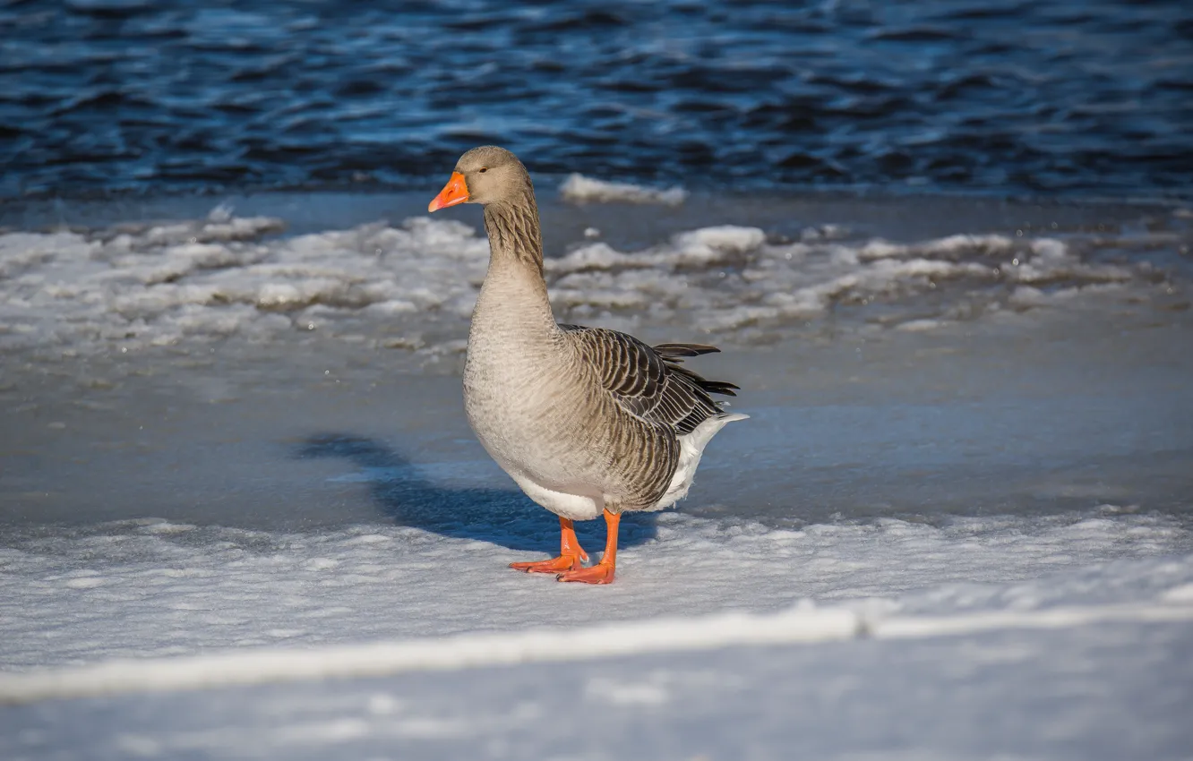 Photo wallpaper bird, spring, grey goose