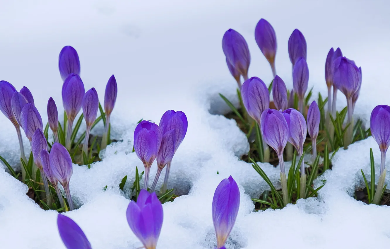 Photo wallpaper snow, flowers, spring, crocuses