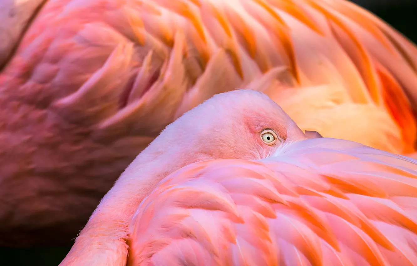 Photo wallpaper animal, bird, feathers, color, pink, Flamingo