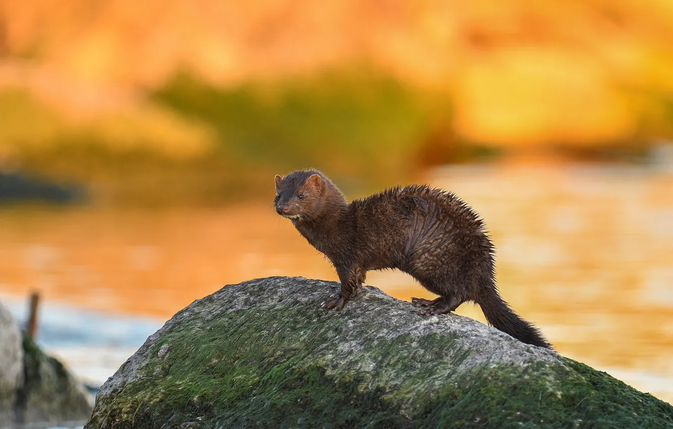 Photo wallpaper autumn, look, orange, yellow, nature, pose, stones, background