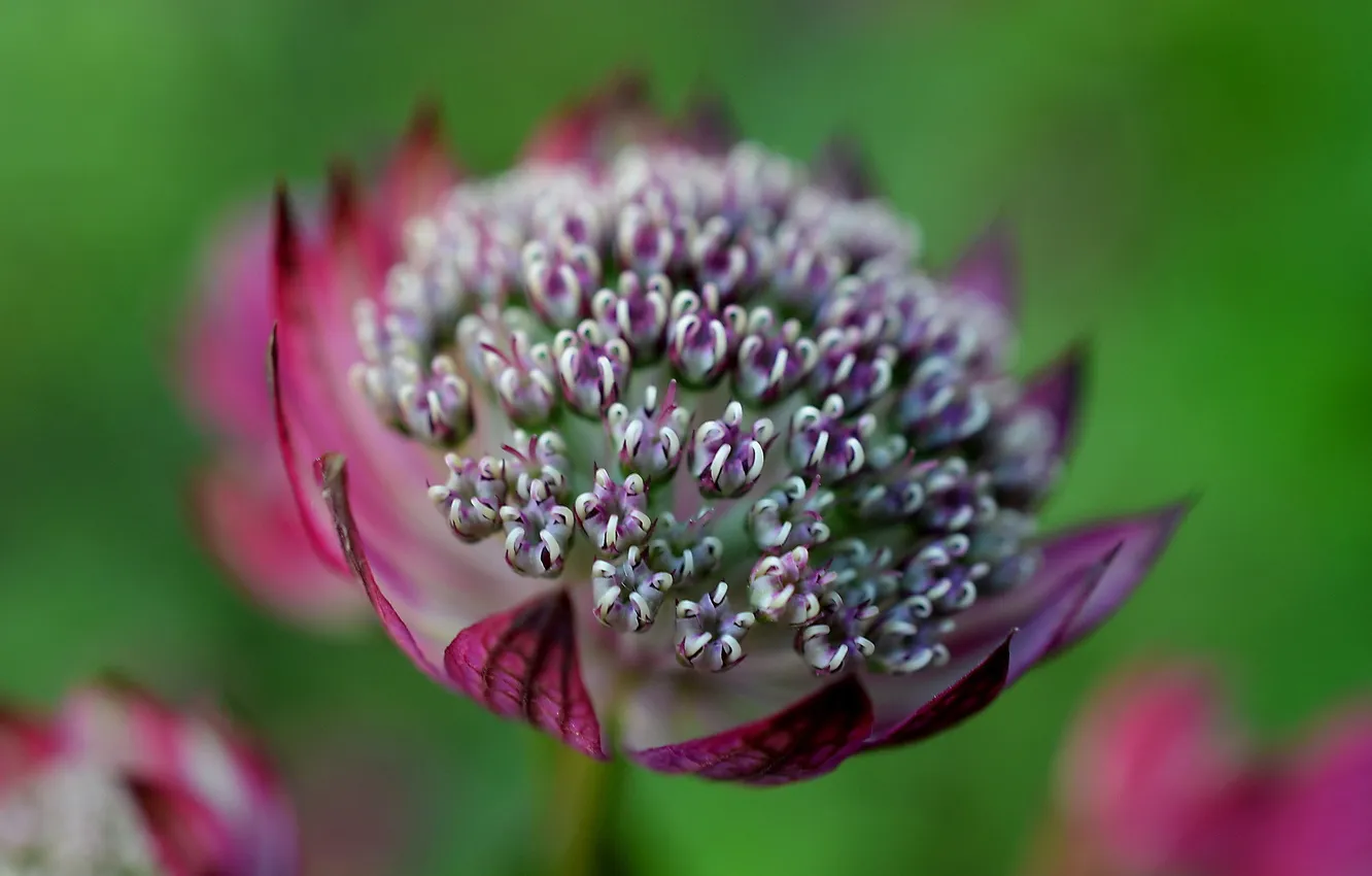 Photo wallpaper flowers, petals, inflorescence
