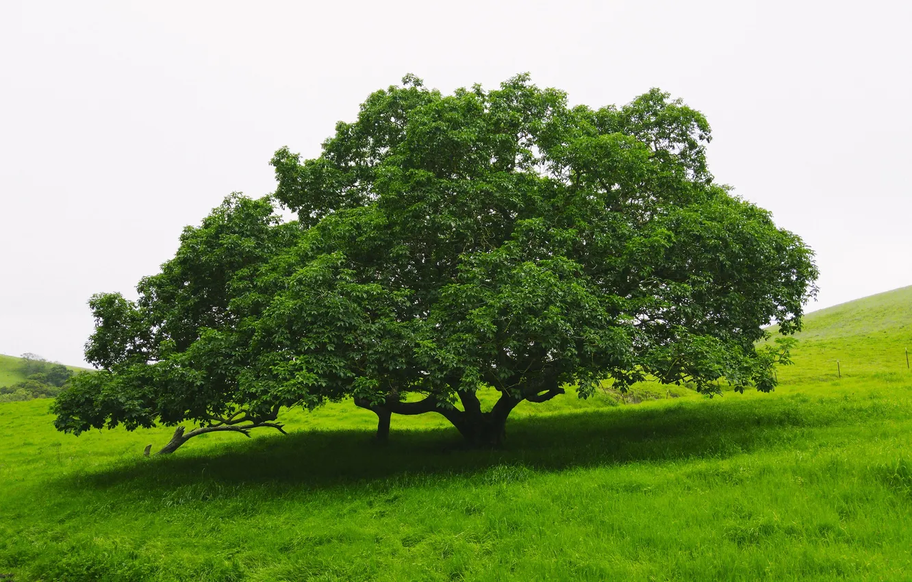 Photo wallpaper greens, summer, trees, nature