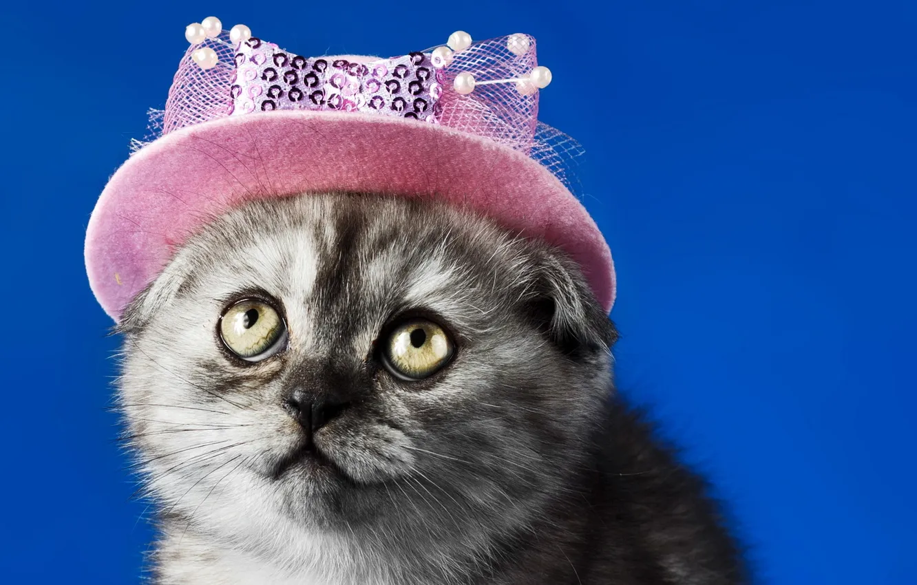 Photo wallpaper cat, look, background, hat