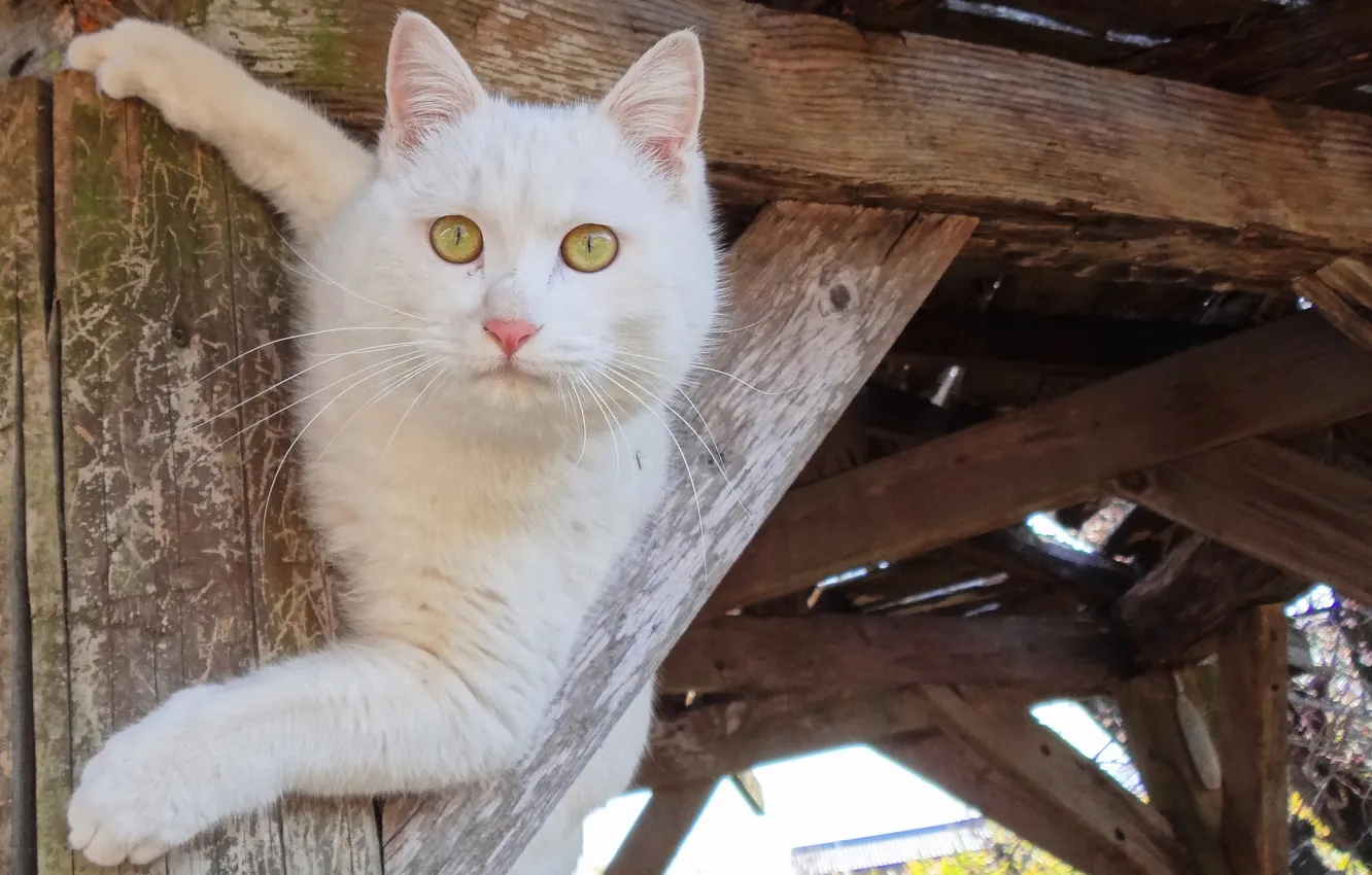 Photo wallpaper cat, look, Koshak, Tomcat