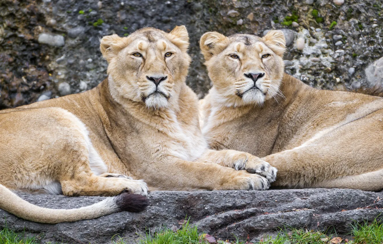 Photo wallpaper cat, Leo, pair, lioness, ©Tambako The Jaguar