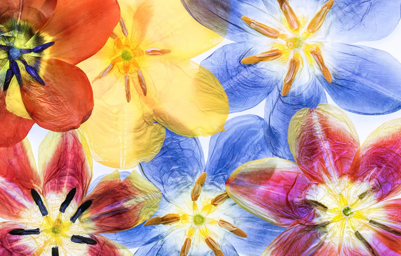 Photo wallpaper macro, petals, tulips, herbarium