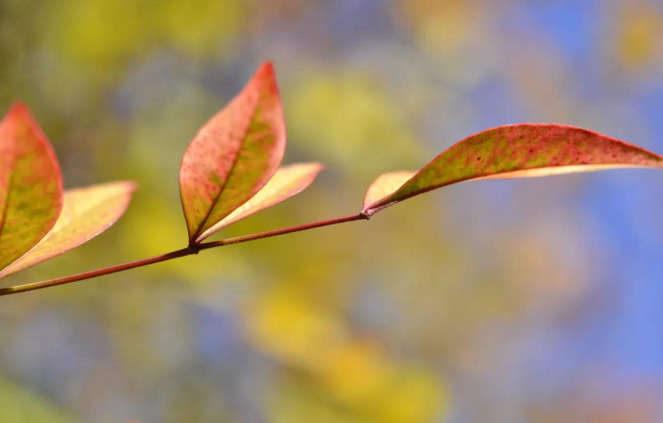 Photo wallpaper autumn, the sky, leaves, branches