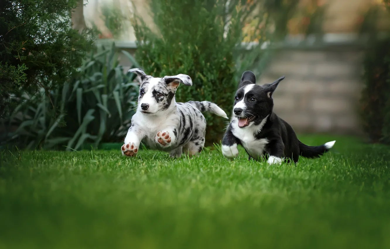 Photo wallpaper dogs, grass, joy, mood, lawn, puppies, walk, a couple