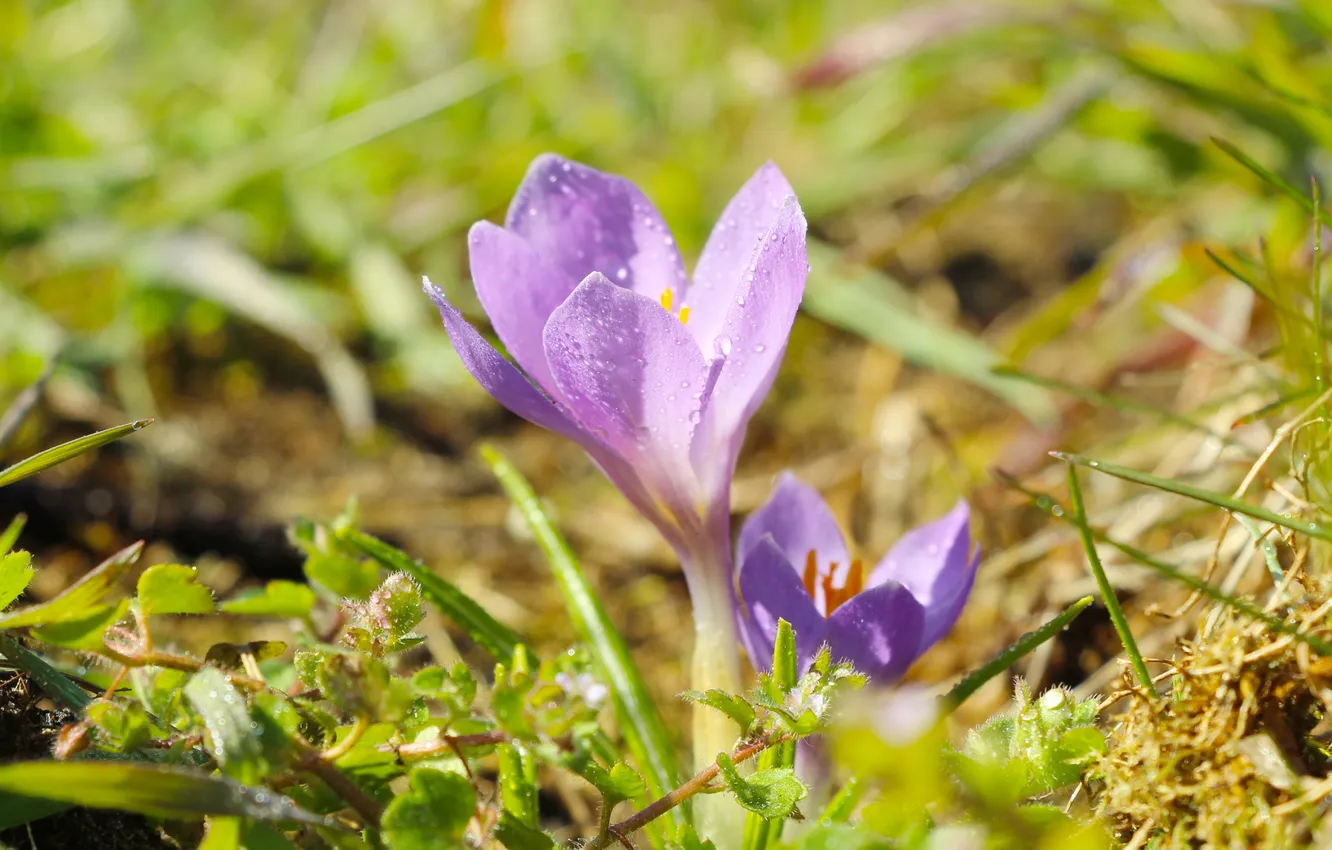 Photo wallpaper flower, spring, Crocus