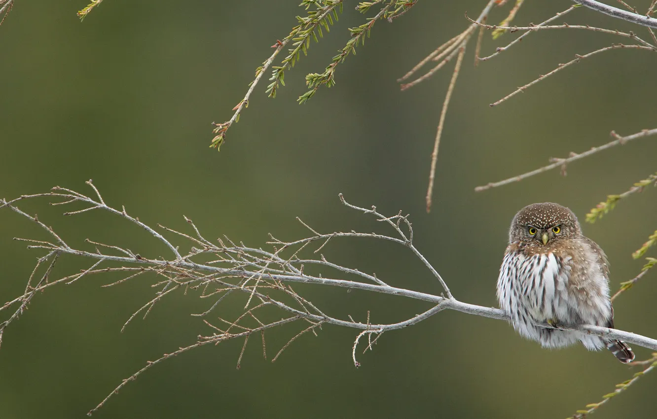 Photo wallpaper bird, branch, California pygmy owl-the gnome