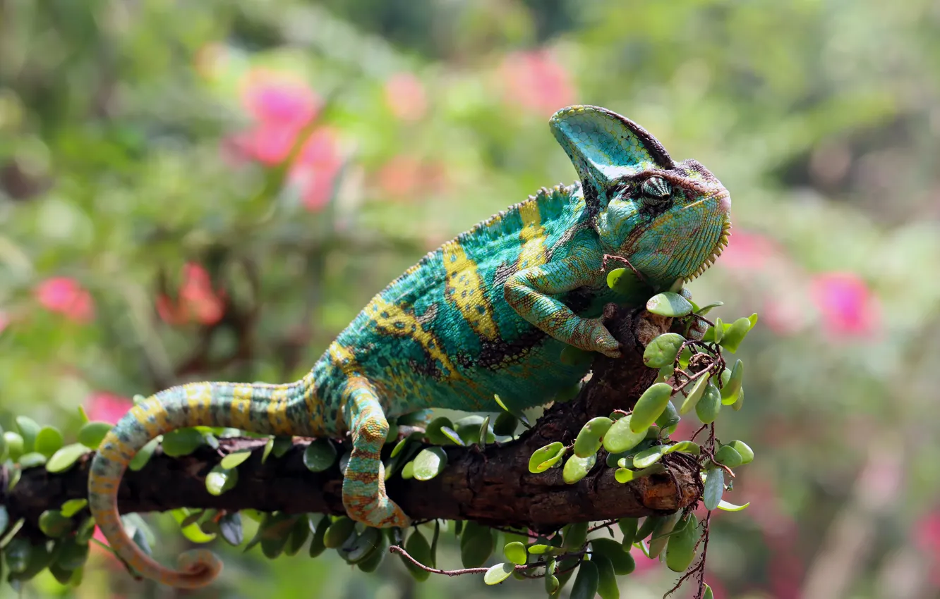 Photo wallpaper green, chameleon, bokeh