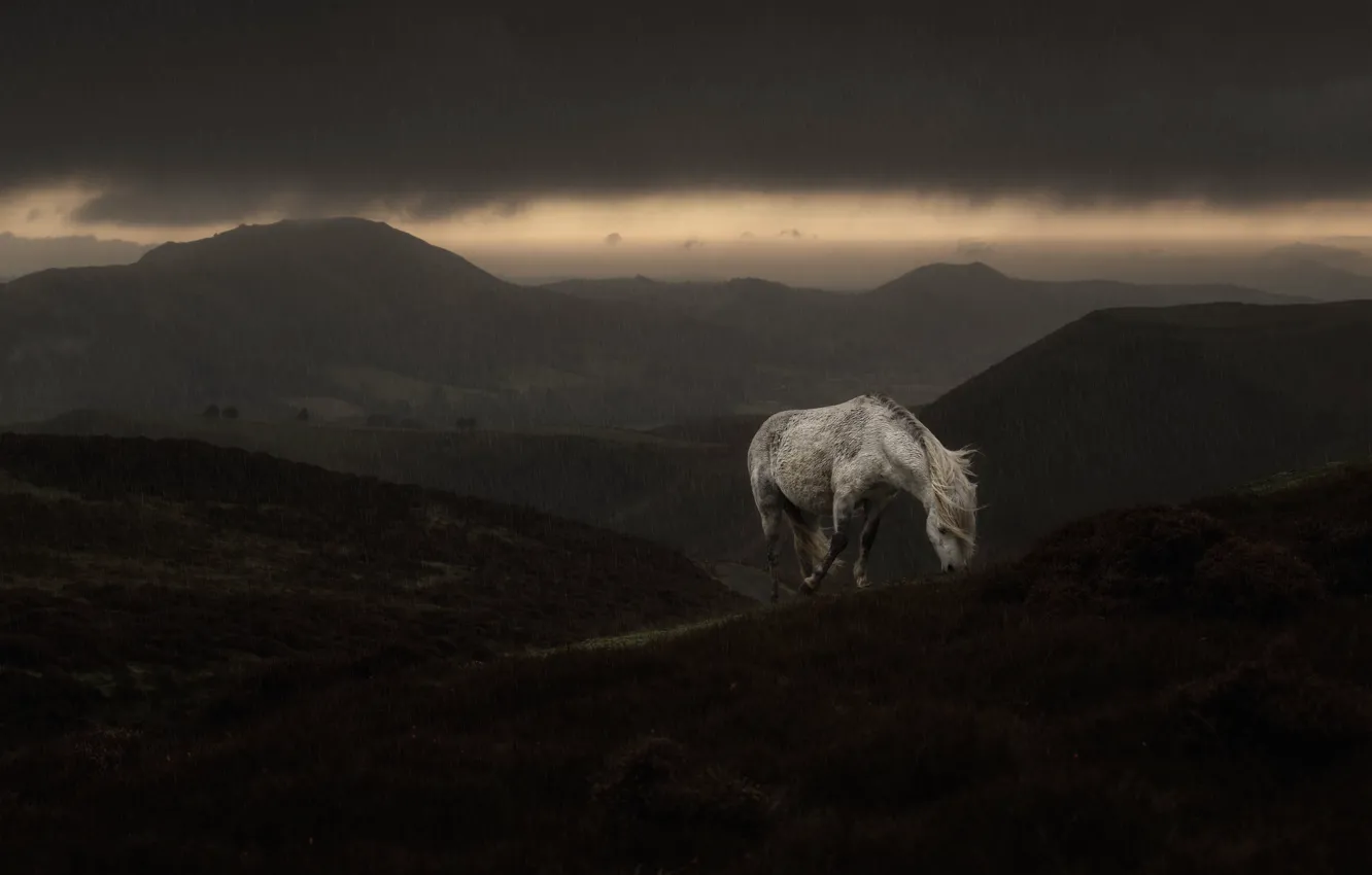 Photo wallpaper rainy, grazing, horse, clouds, mountains, fog, white, DWL