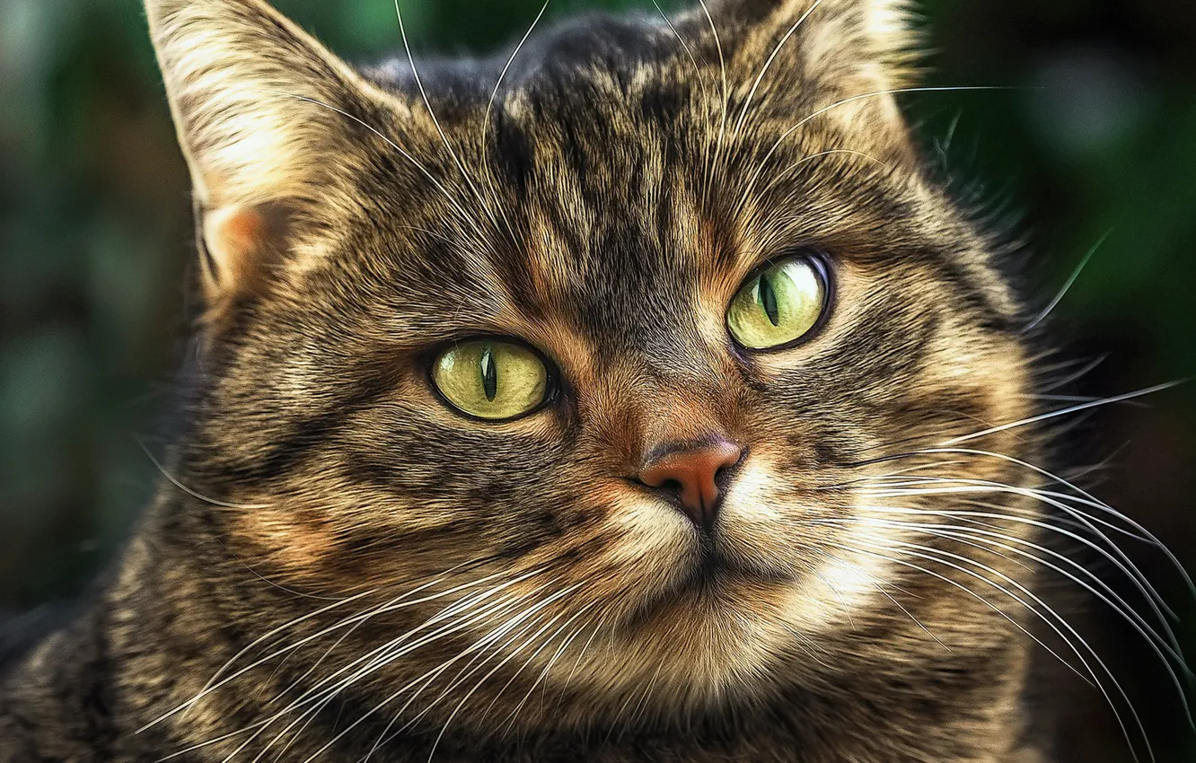 Photo wallpaper cat, look, portrait, muzzle