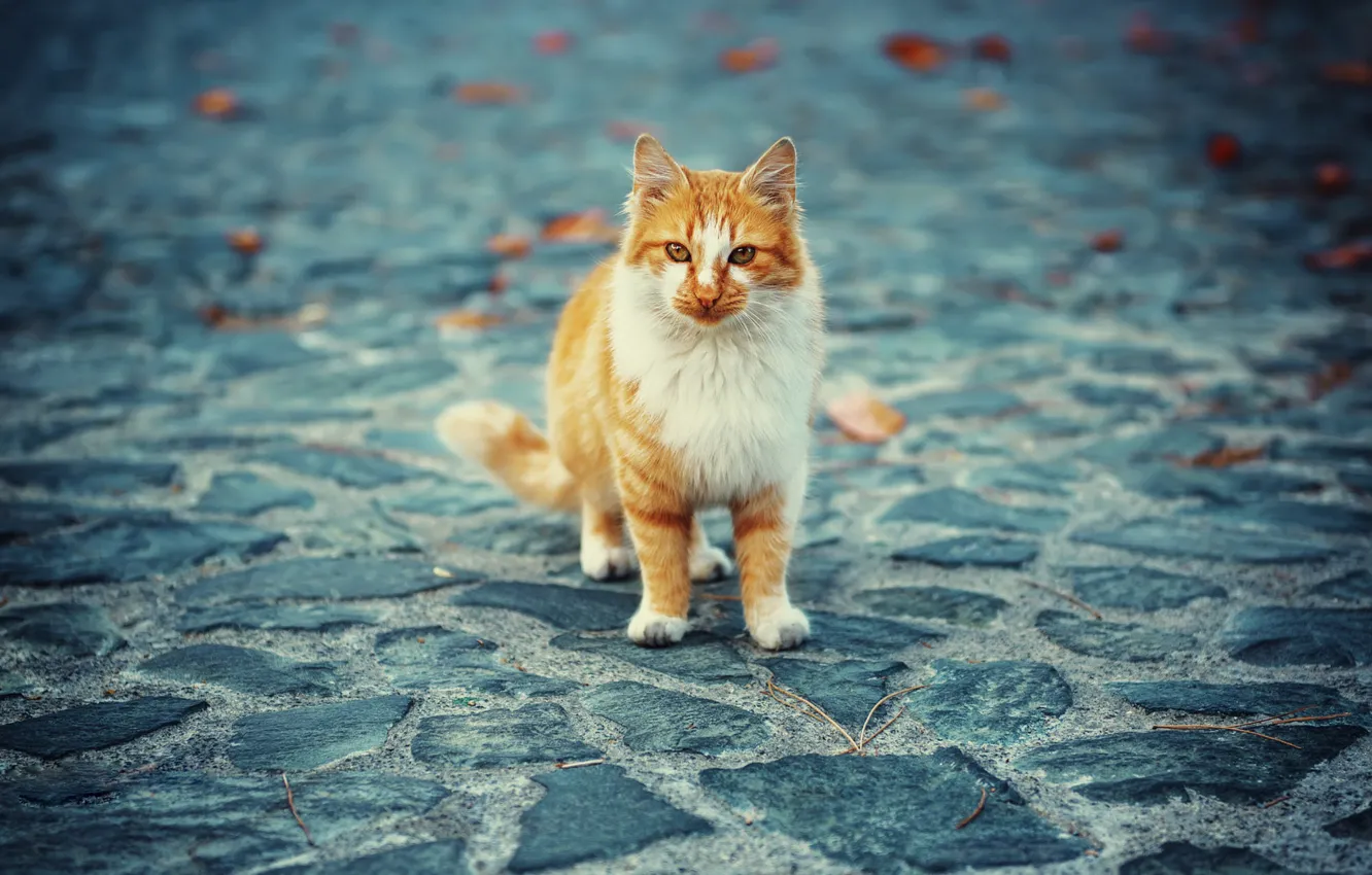 Photo wallpaper autumn, cat, cat, look, pose, tile, red, kitty
