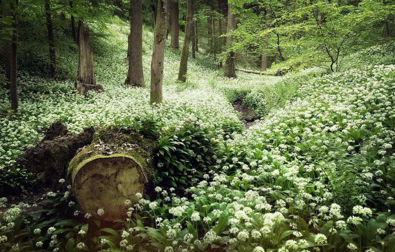 Photo wallpaper forest, nature, spring