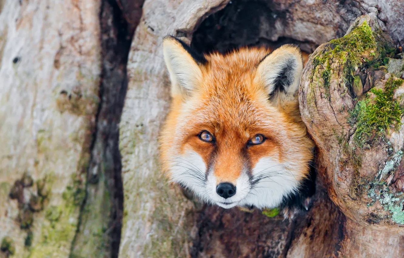 Photo wallpaper look, face, trees, portrait, Fox, red, bark, Fox