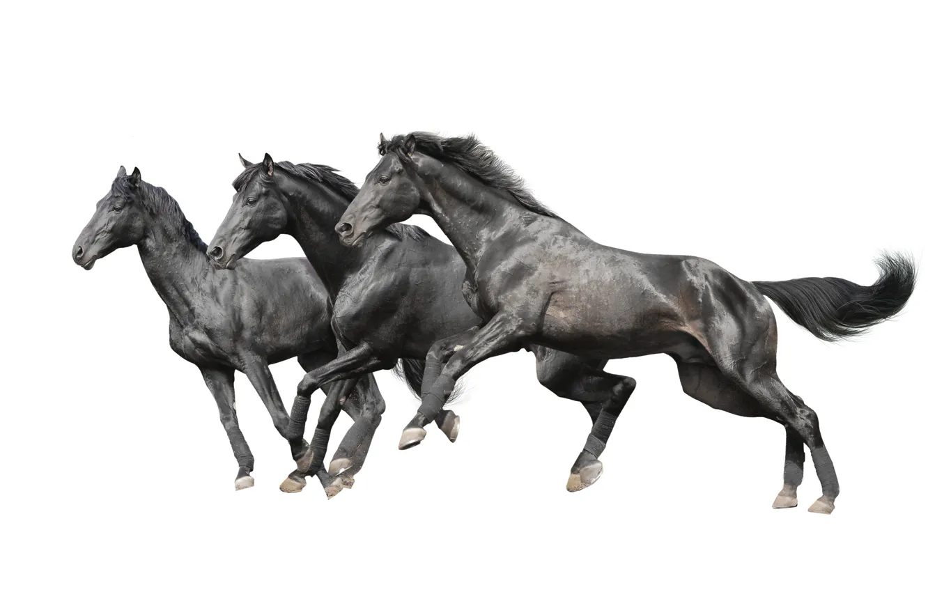 Photo wallpaper horses, horse, white background