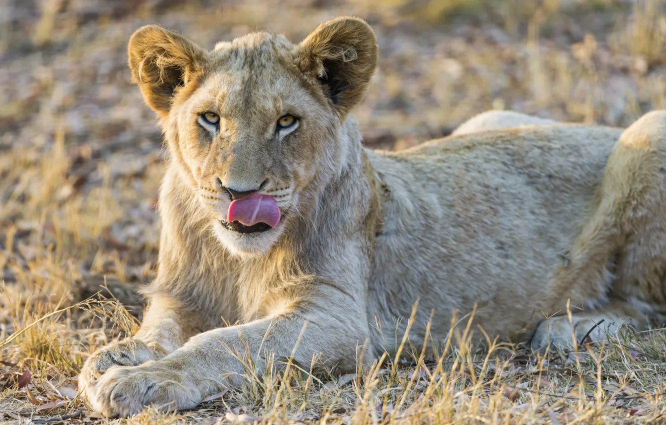 Photo wallpaper language, cat, lion, white lion, ©Tambako The Jaguar