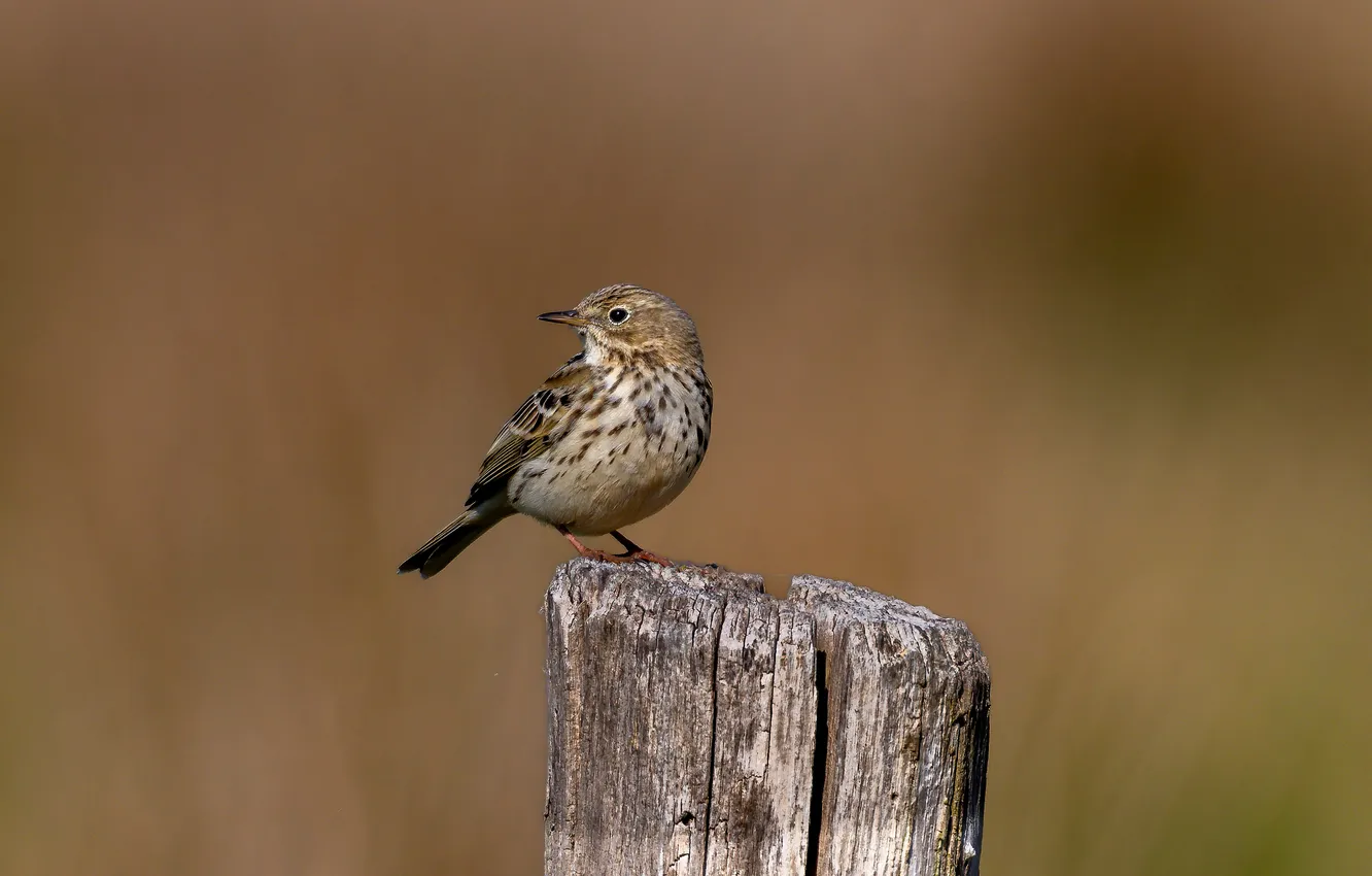 Photo wallpaper bird, stump, bird, meadow Pipit