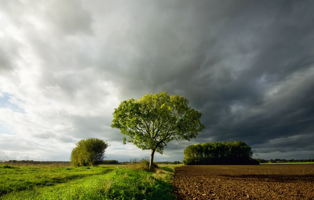 Photo wallpaper field, the sky, grass, clouds, clouds, tree