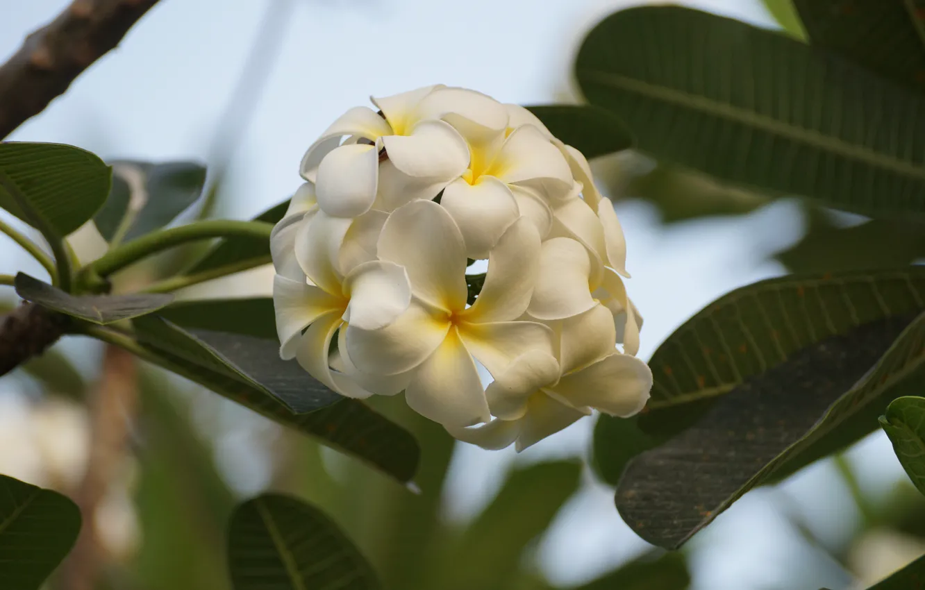 Photo wallpaper flowers, plant, Thailand